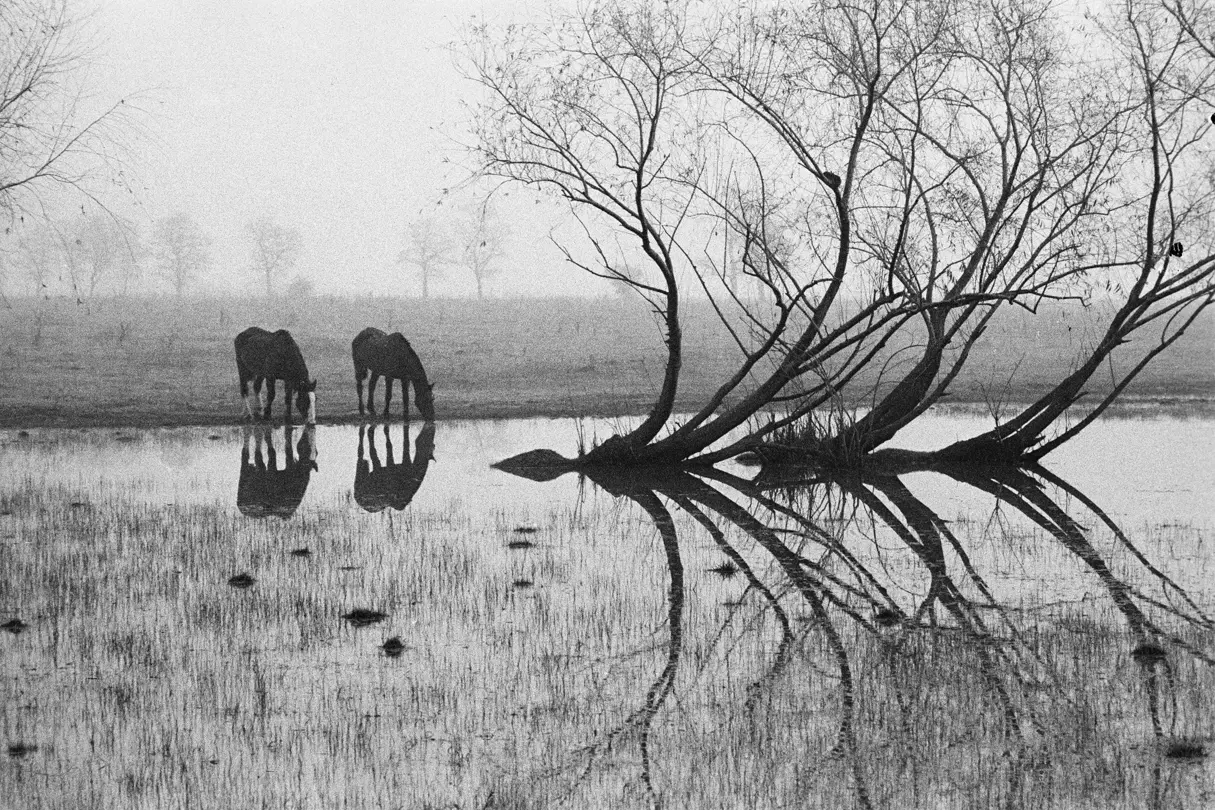 Pampa, Buenos Aires, two horses Argentina 1958