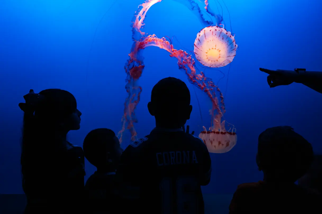 Victor M. Pérez - En el acuario