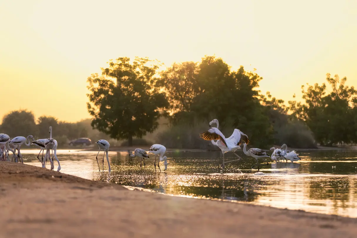 Flamingos at a lake at sunset