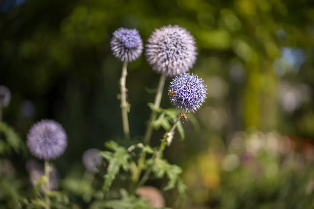 Close-up of two wasps on a purple flower