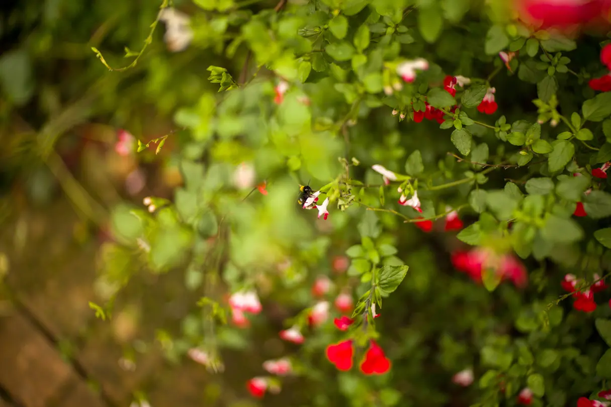 Macro shot of a bee on a flower