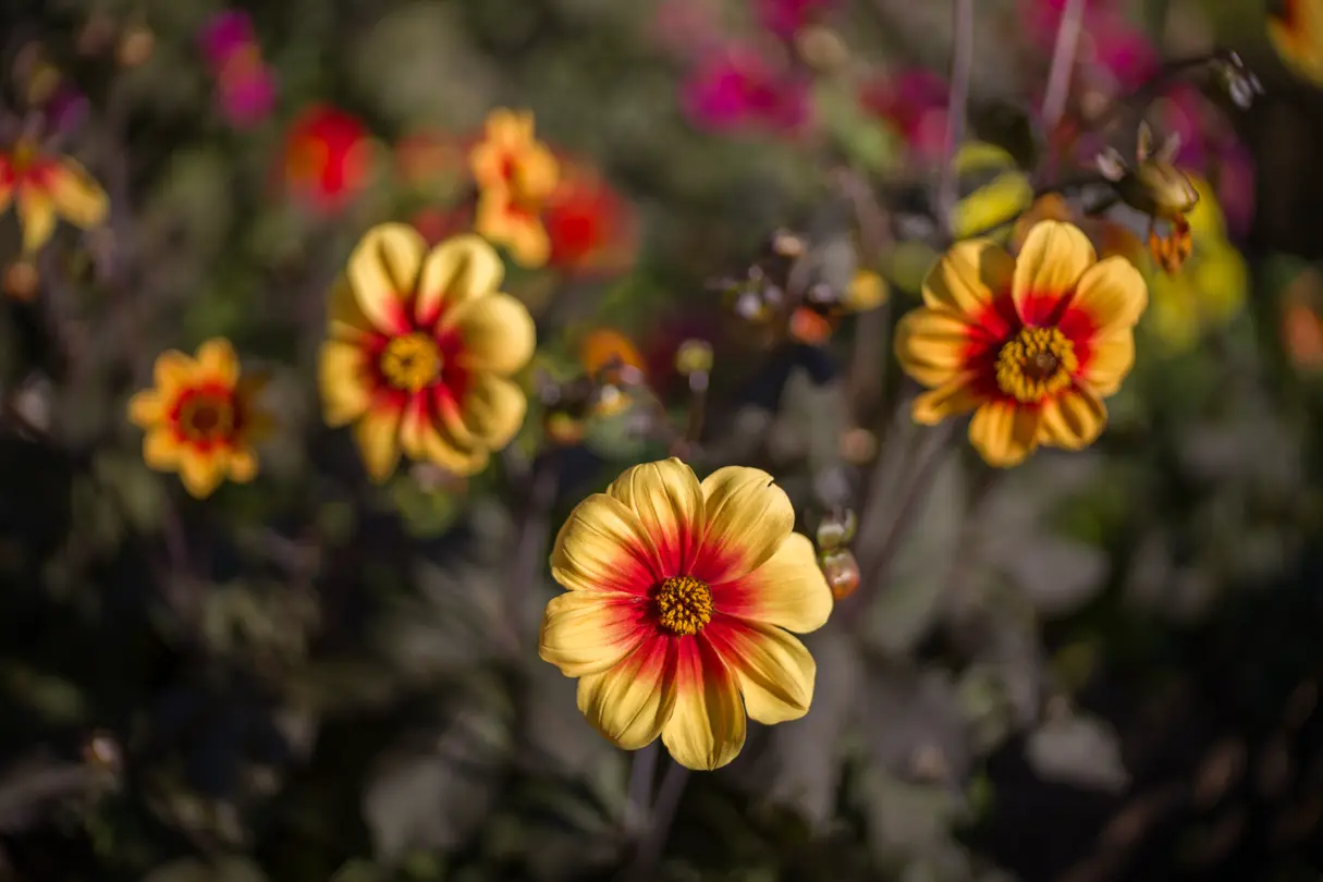 Close-up of a dahlia flower