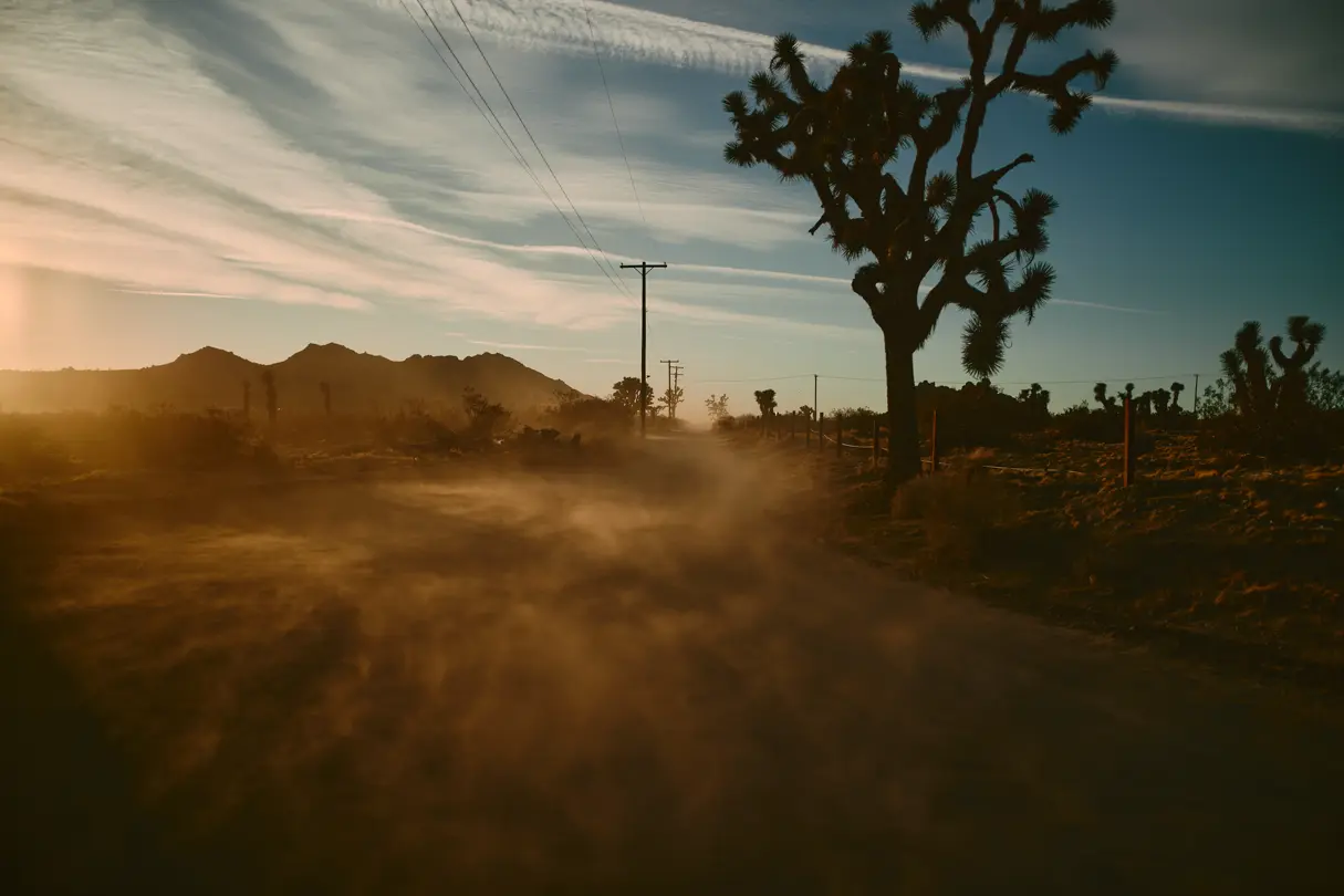 Joshua tree at sunset with sand swirling in the wind