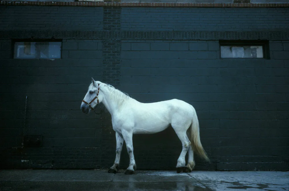 white horse