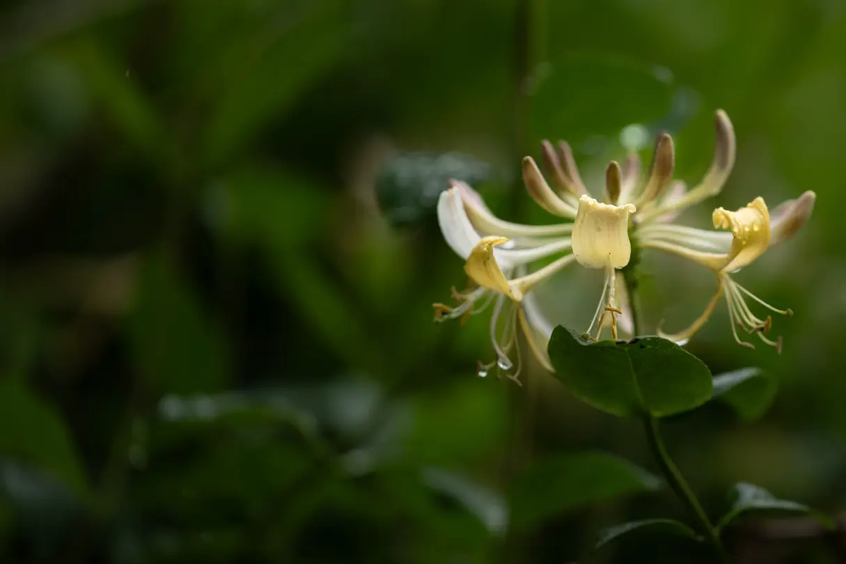Detail view of a honeysuckle