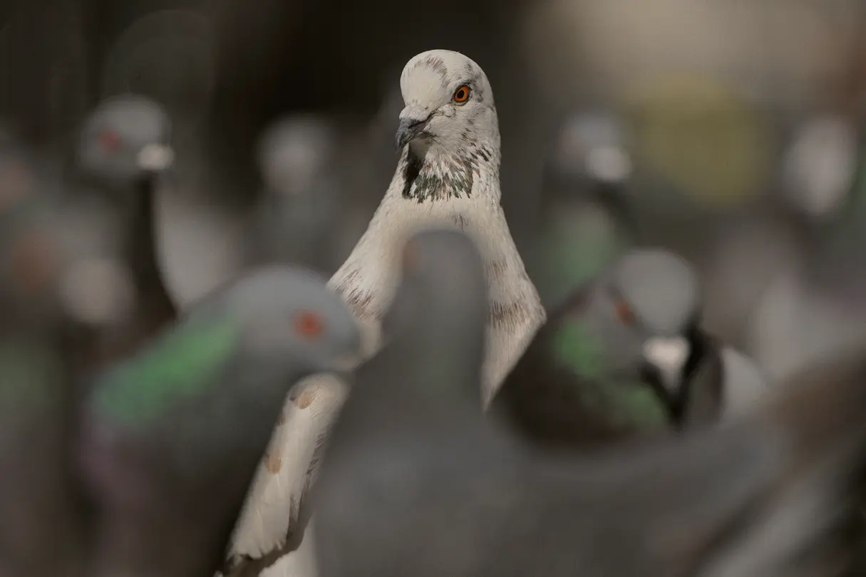 Detail view of a grey deaf in a group of deafs