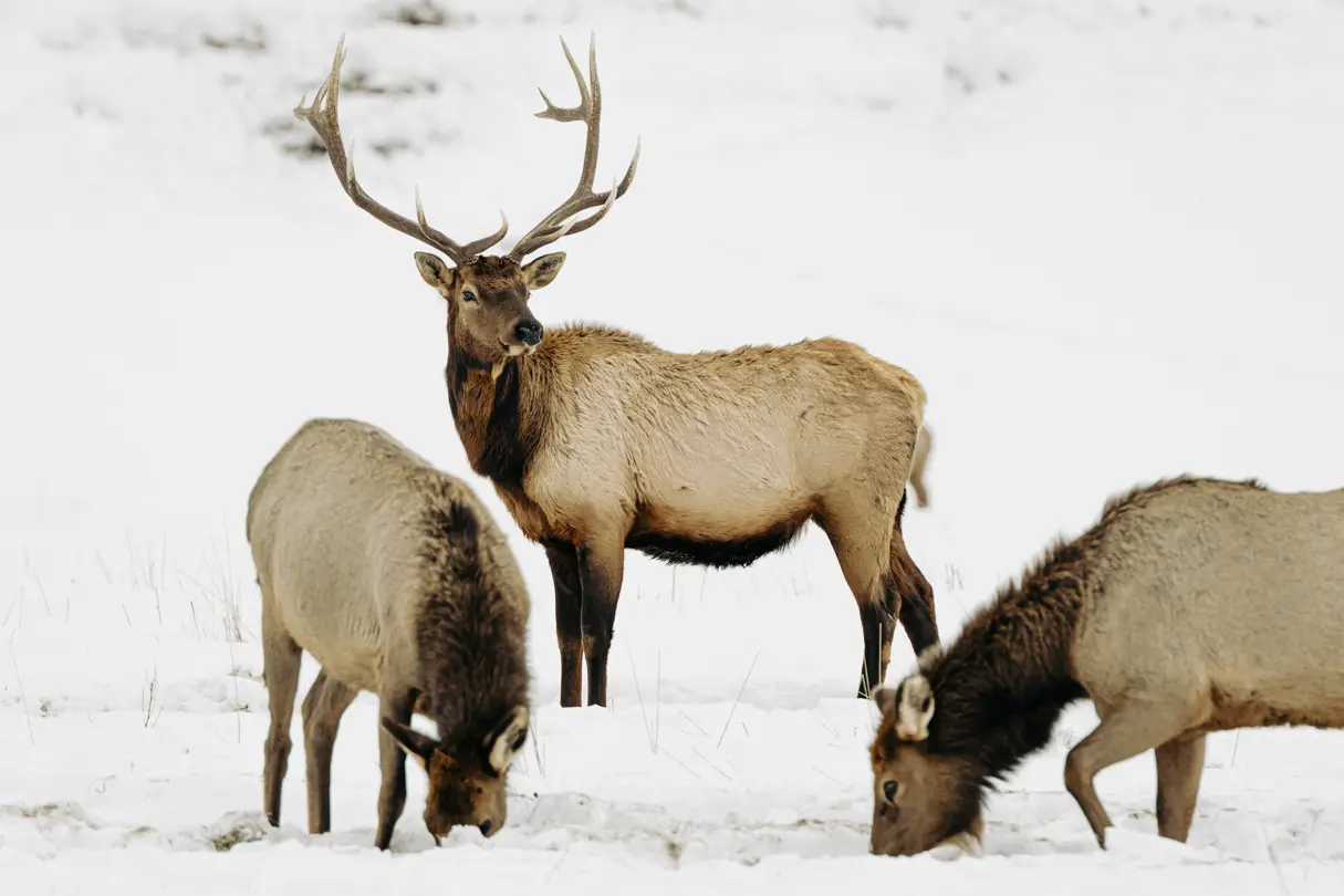 Three reindeer are searching for food in the snow