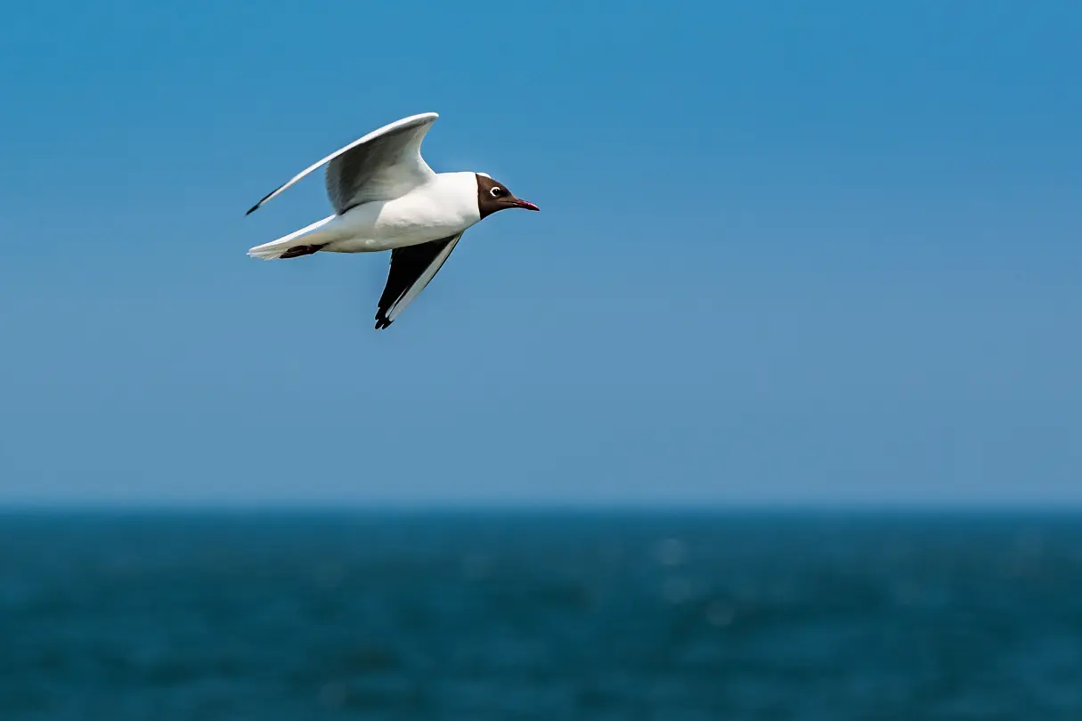 Detail view of a black-headed gull
