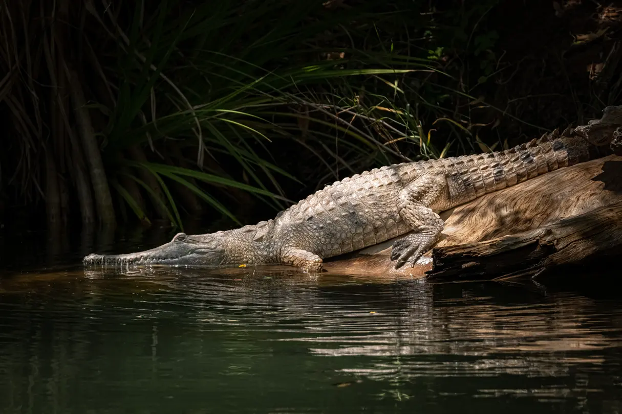 The crocodile goes from the bank into the water