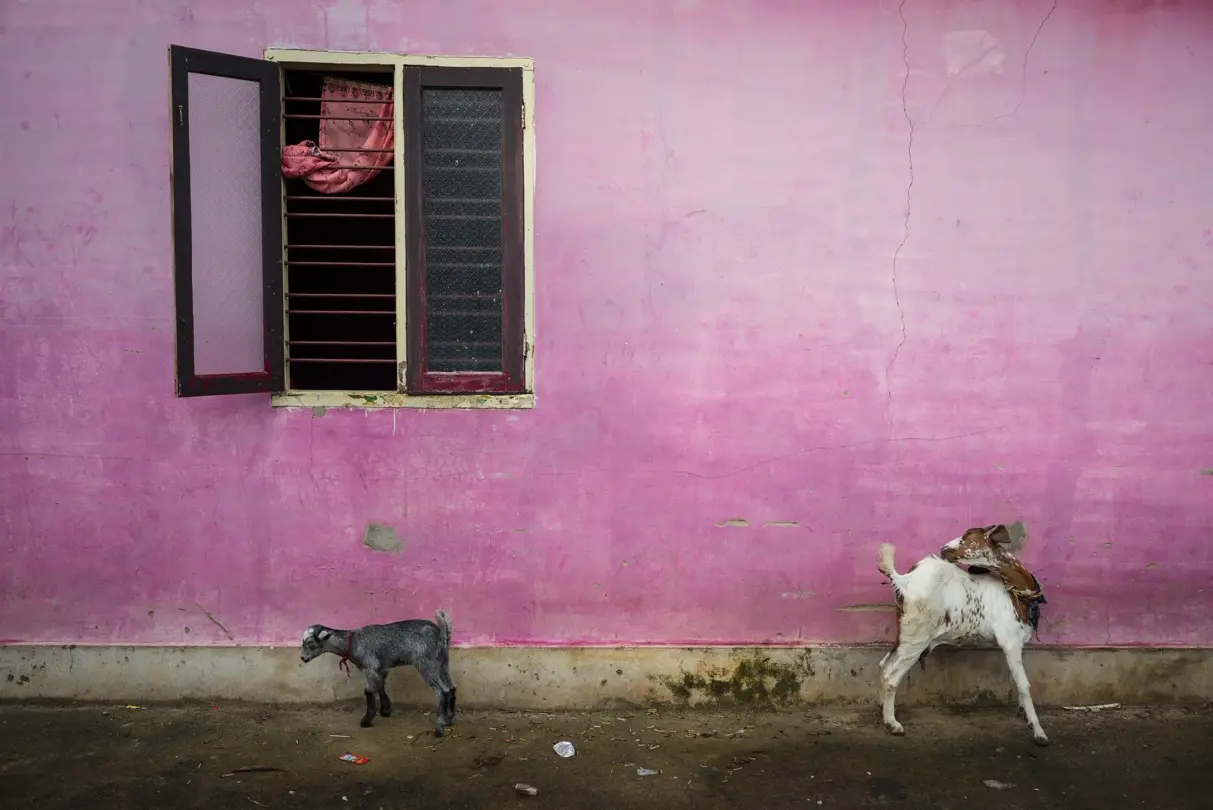 pink wall with goats