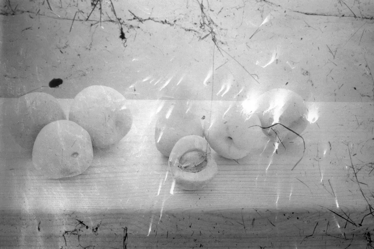 Abricots sur une table