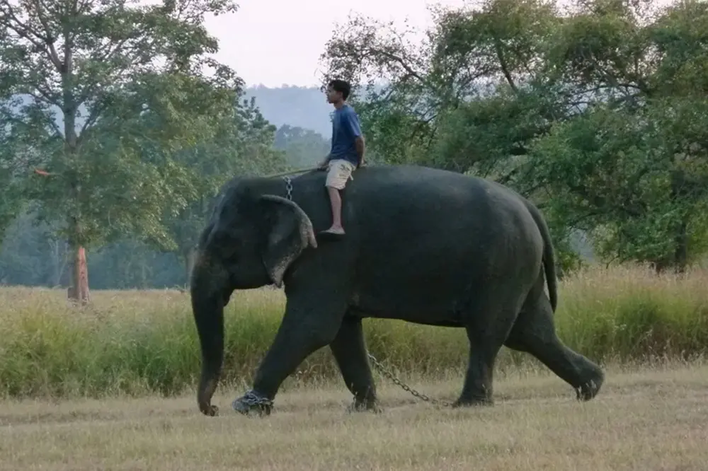 person riding elephant