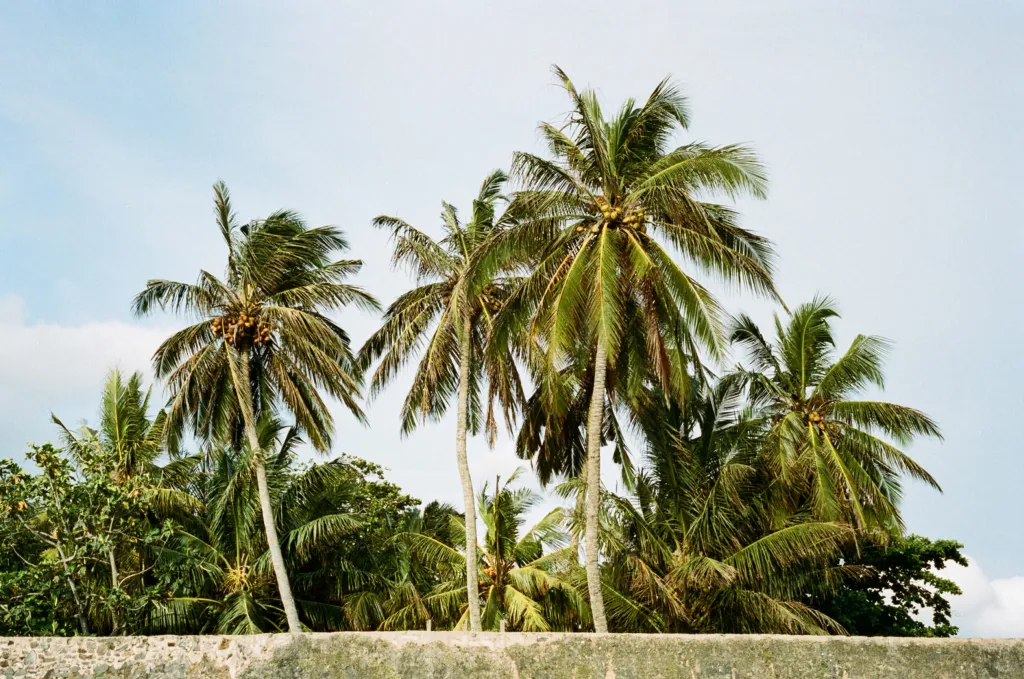 palm trees