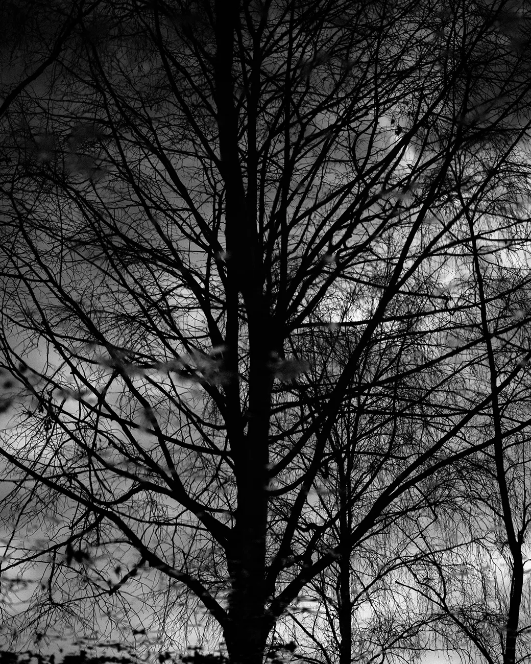 tree b&w