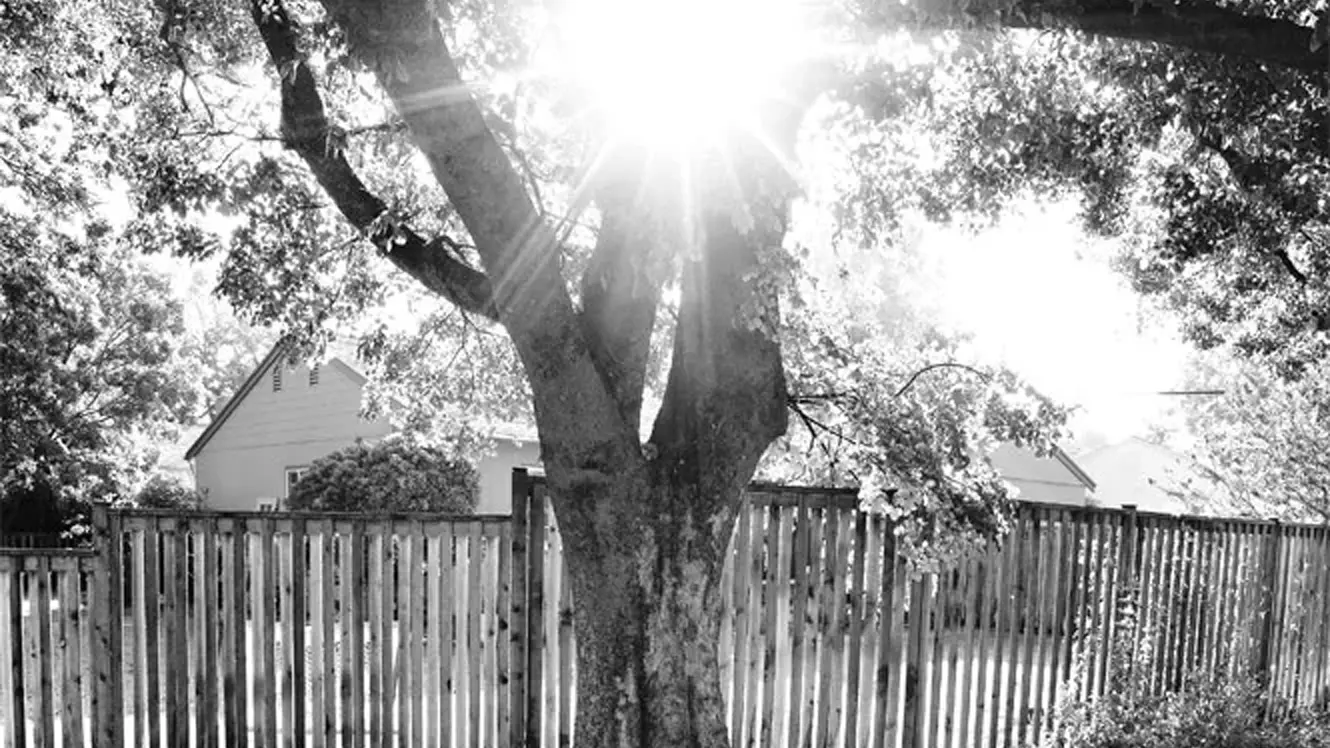 image of a tree b&w