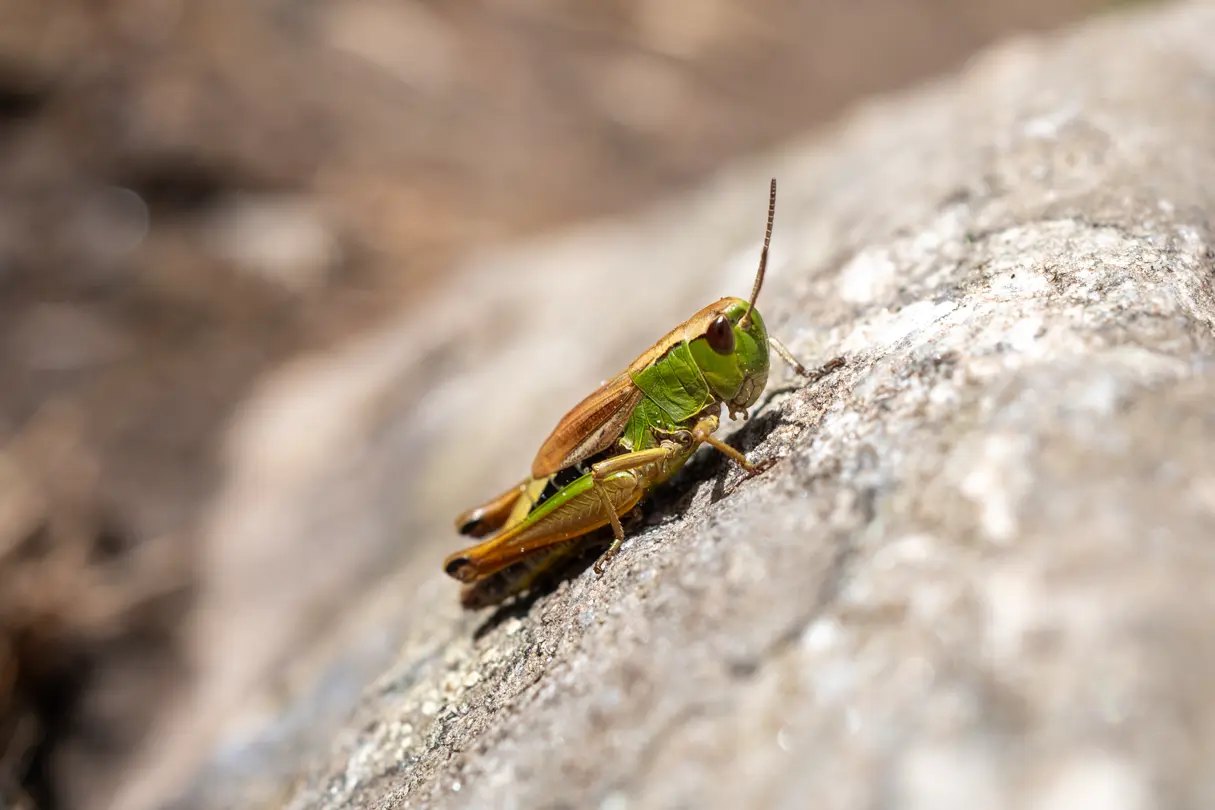 Close-up of a grasshopper