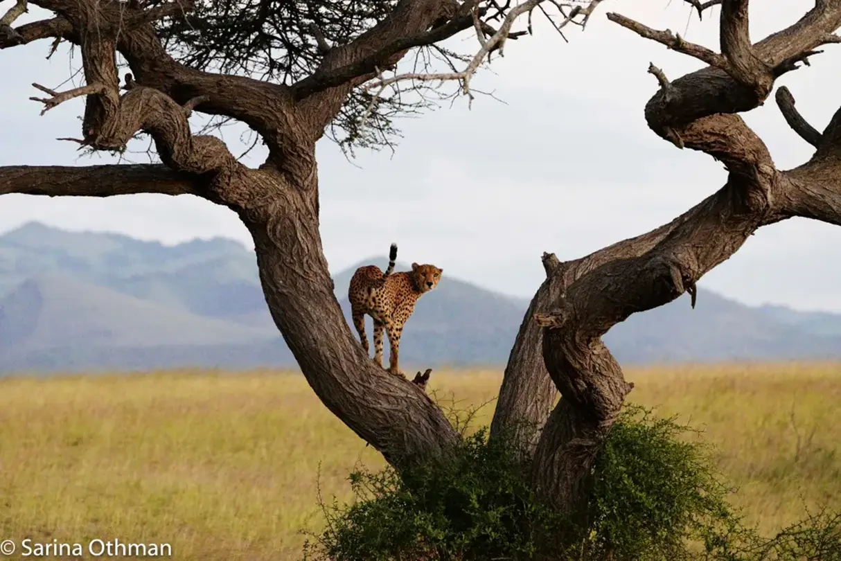 cheetah on tree 