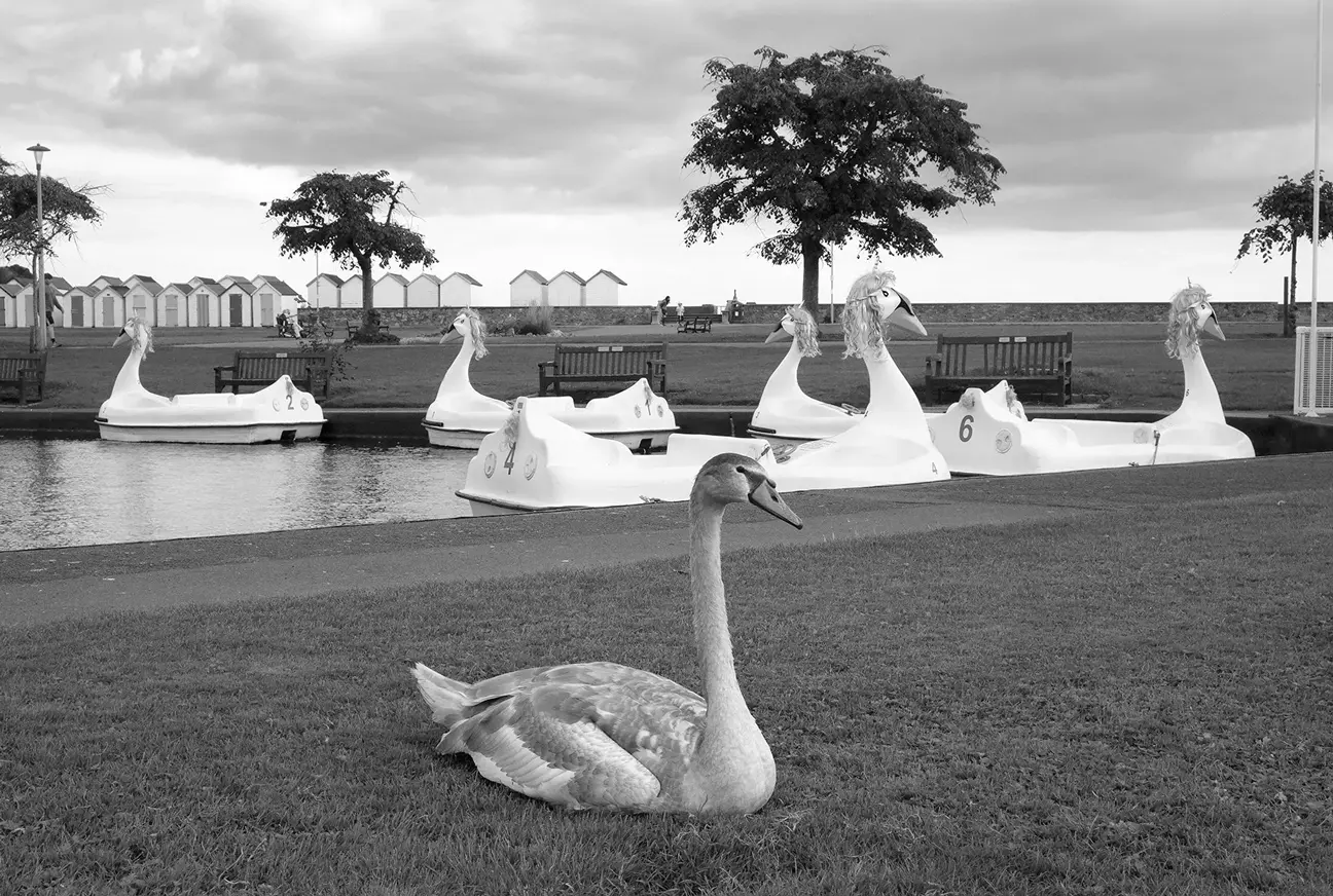 sawn with swan boats b&w