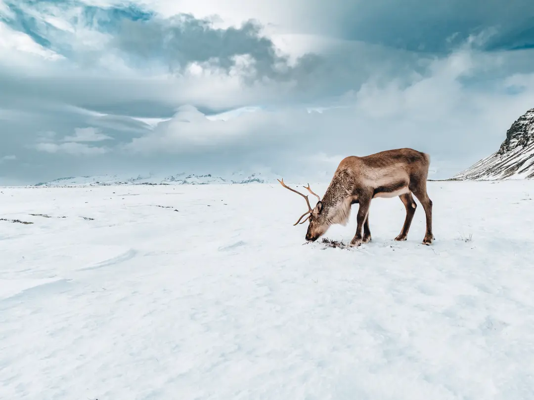Moose standing in the snow in Iceland  