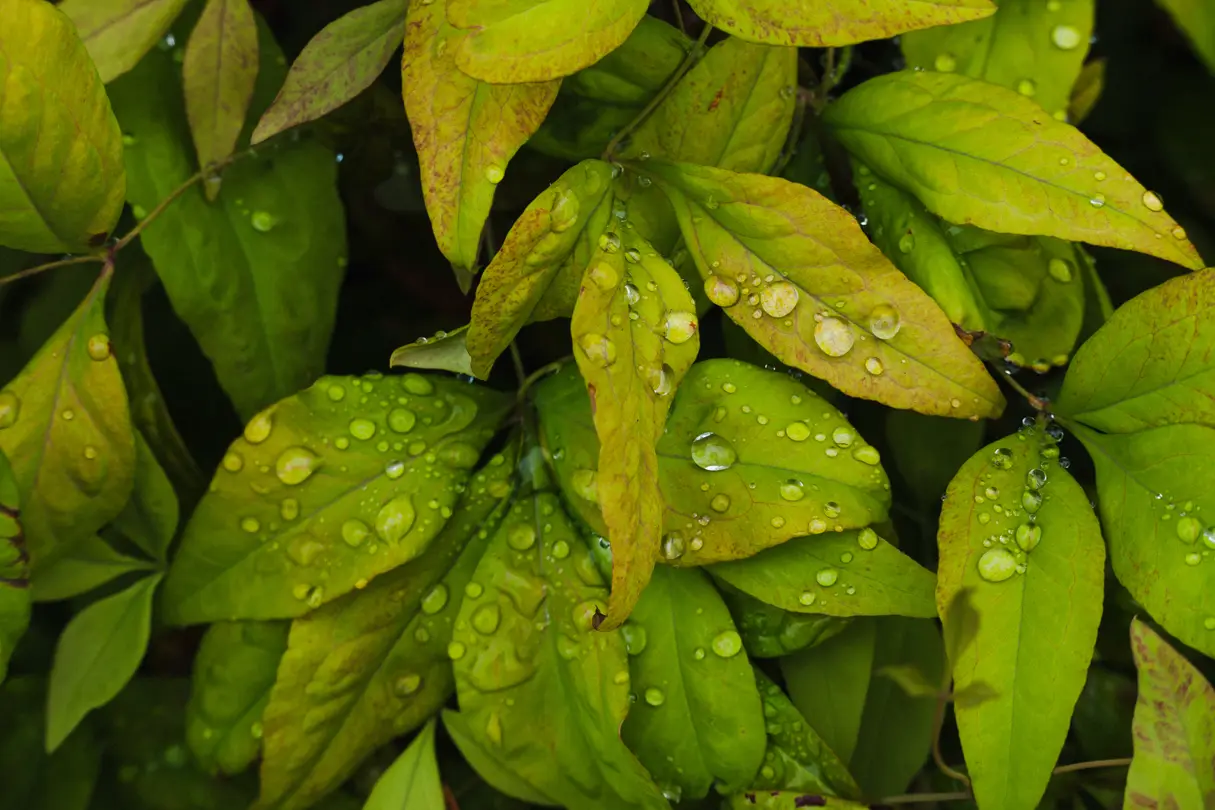 Close-up of water droplets on the leaves of a plant