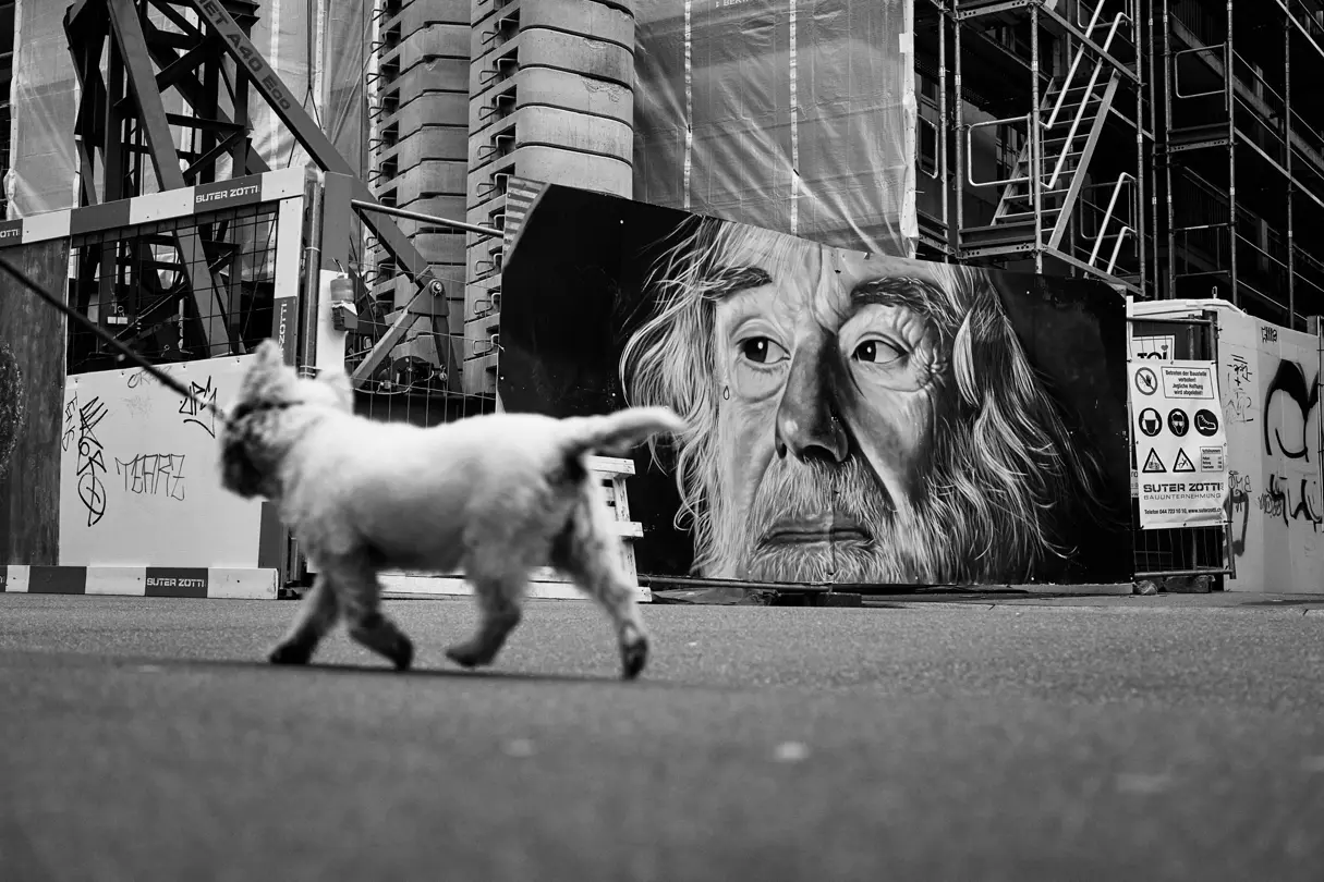 A small dog in front of a building site with graffiti on the hoarding
