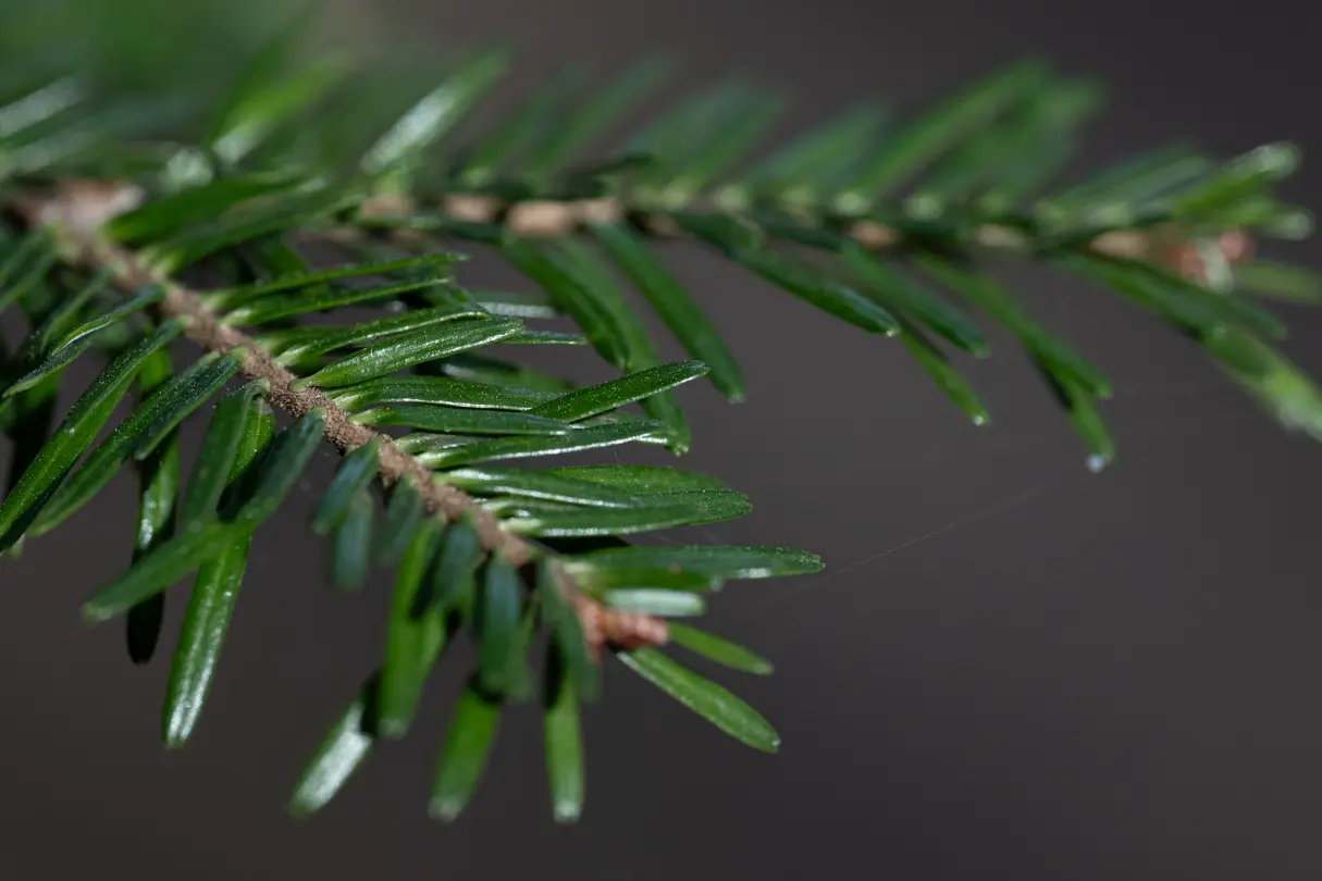 Close-up of a fir tree branch