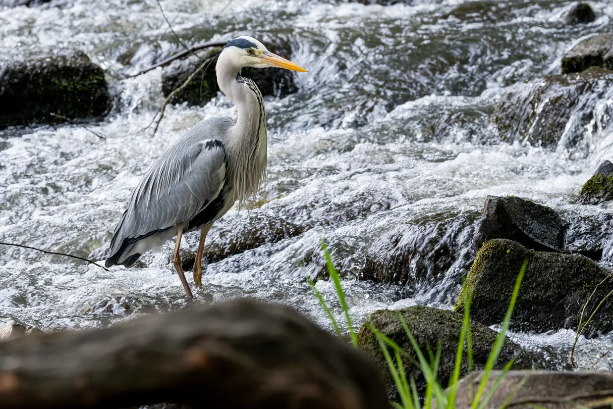Grey Heron on the banks of a river