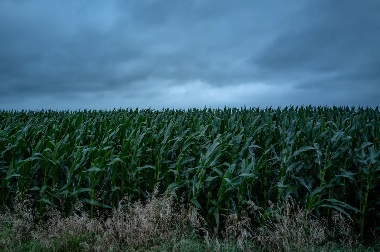 Cornfield beneath a dramatic overcast sky, highlighting rural landscape and changing weather conditions.