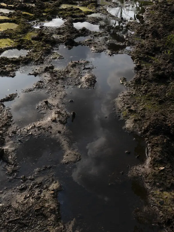 Muddy wetland terrain with standing water and reflected clouds, illustrating the diverse landscapes of a Central African rainforest.