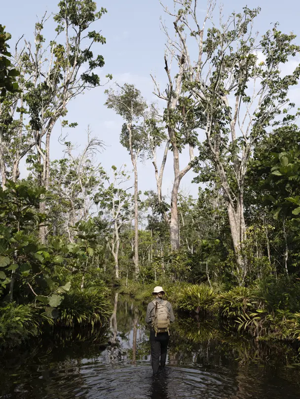 Researcher wading through a flooded rainforest corridor, documenting biodiversity and conservation efforts in a remote tropical environment