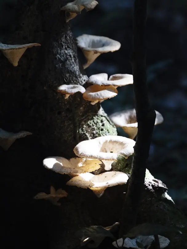 Wild mushrooms illuminated by filtered forest light, showcasing the rich fungal diversity of a tropical rainforest ecosystem.