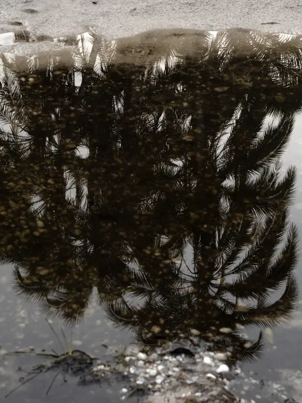 Palm tree reflections mirrored in a shallow rainforest puddle, highlighting natural patterns and textures in a tropical ecosystem.