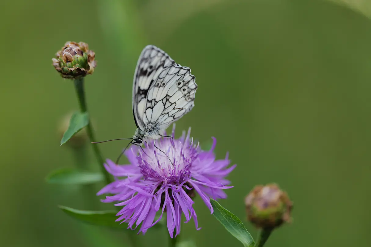 Butterfly sitting on a purple flower