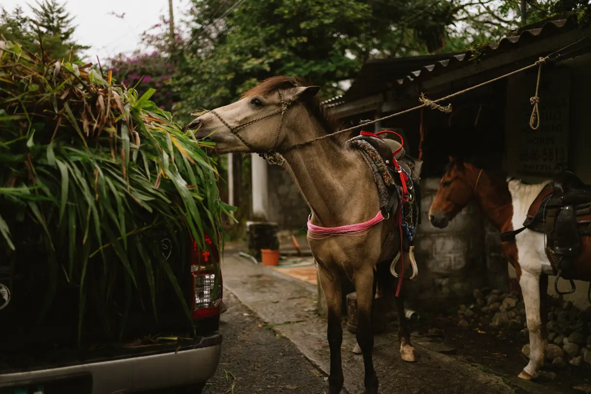 Pferd isst Gras von der Ladefläche eines Autos am Straßenrand