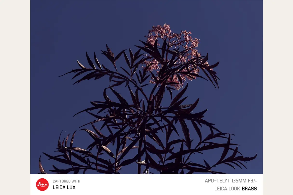 CapturedWithLeicaLux_7_LeicaLUXApp