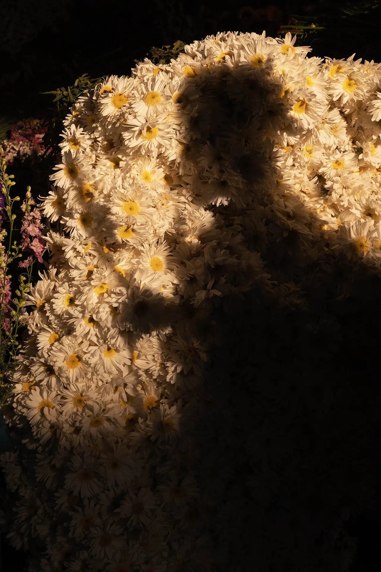 Sunlight and shadow fall across a dense display of white chrysanthemums, creating an abstract floral composition at a Mexican flower market.