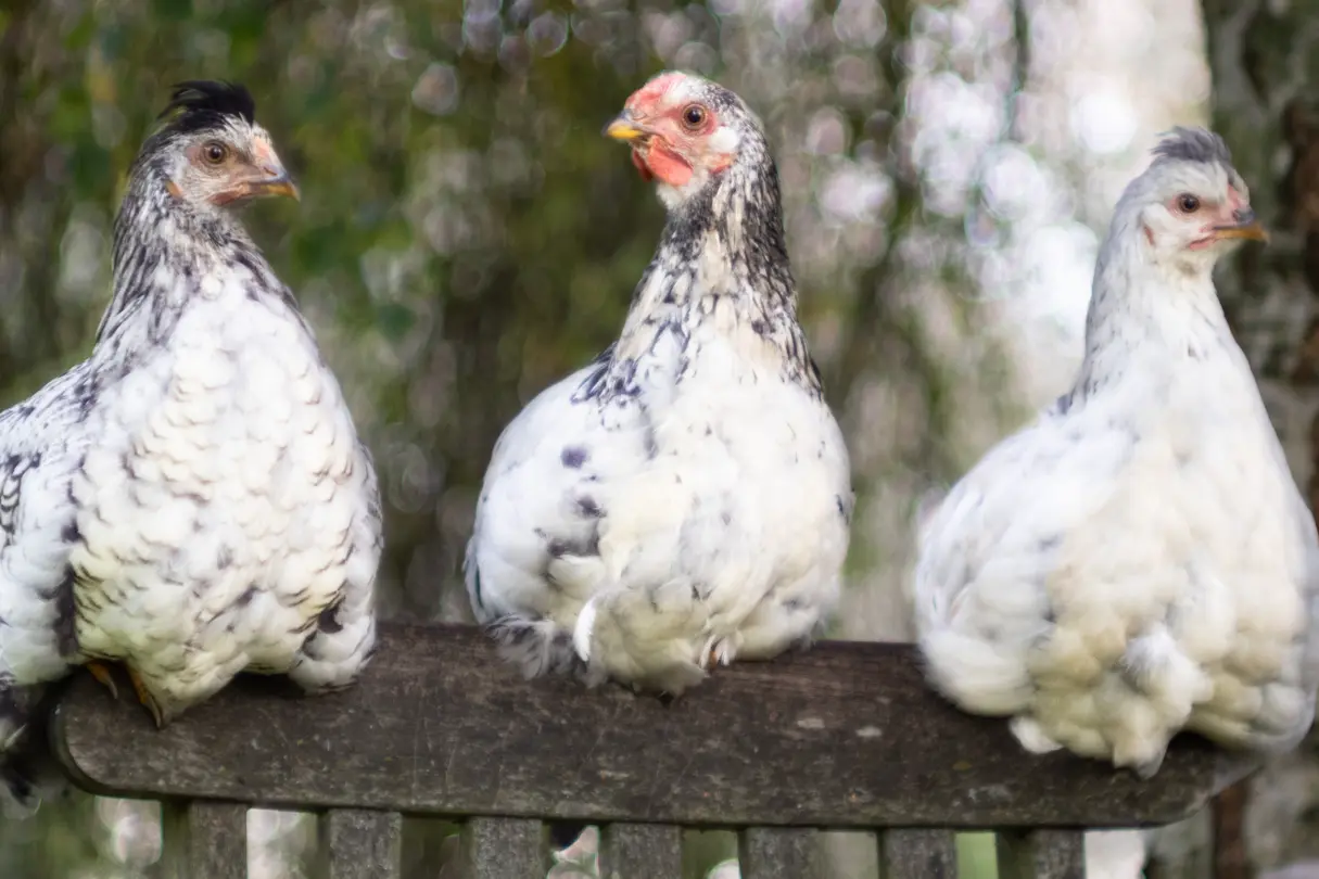 Three chickens on a chair