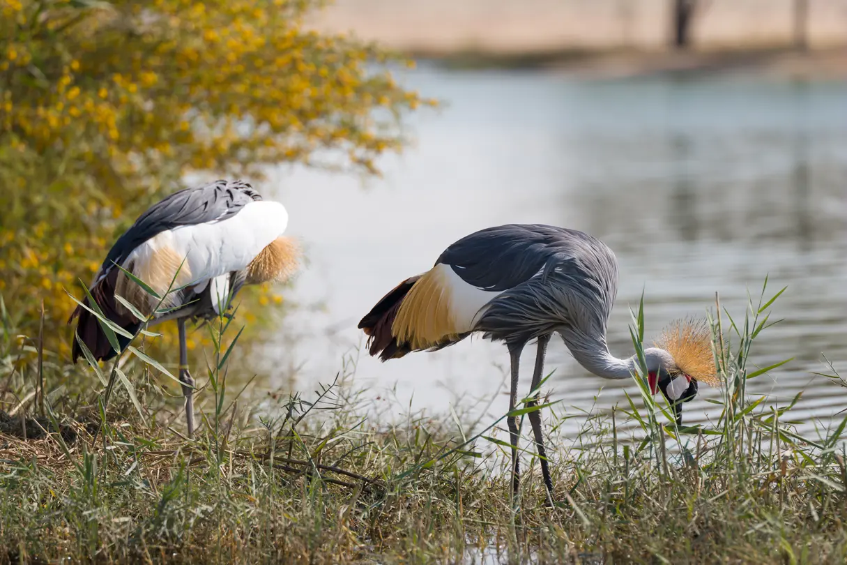 Crowned cranes, Two grey crowned cranes stand among reeds beside calm water, showing their distinctive golden feathered crests.