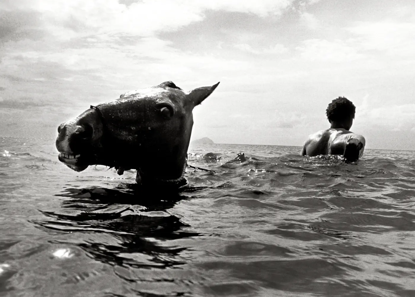 Black-and-white photograph of a horse swimming through the sea beside a man, with the animal’s head emerging prominently from the water.