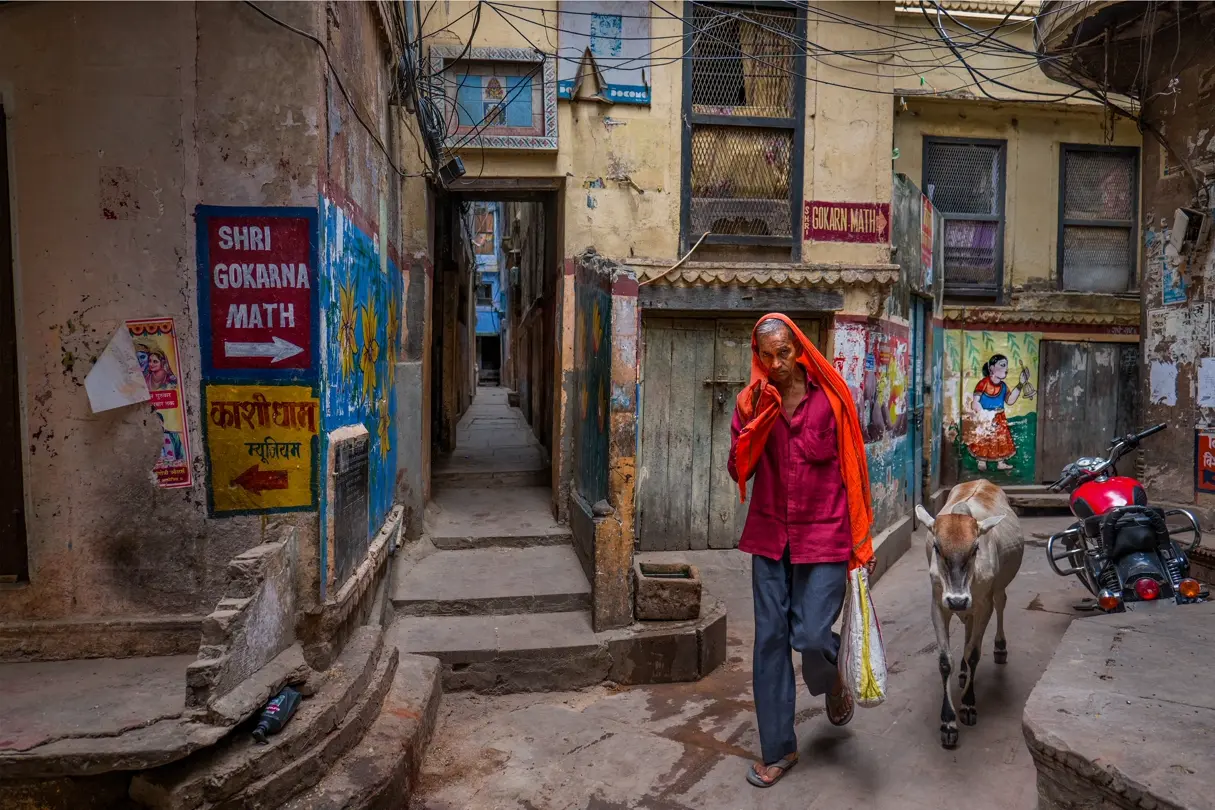 Man walking with a cow. An elderly man in bright clothing walks beside a cow through a narrow residential lane in India, surrounded by painted walls and local signage.