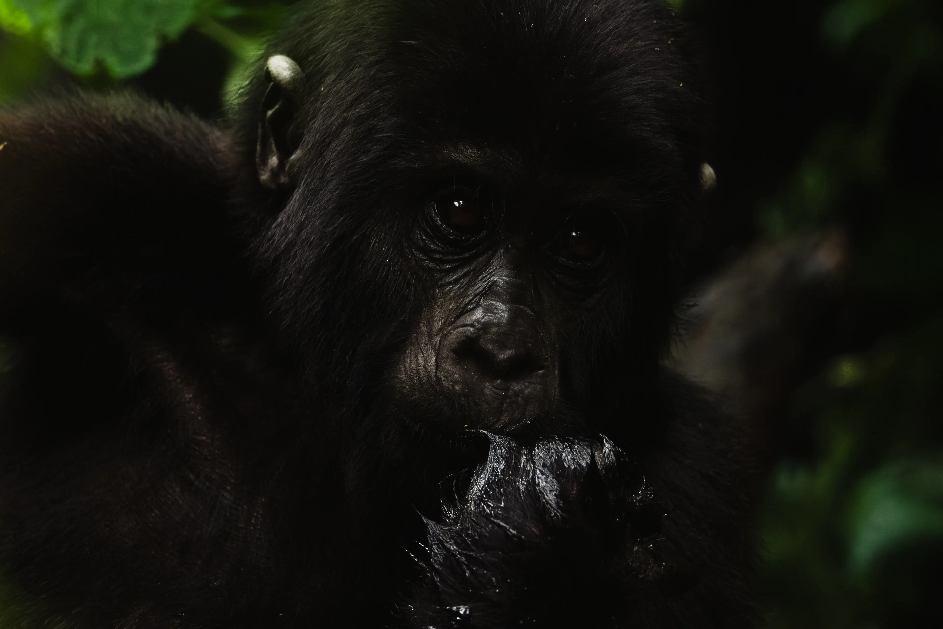 Gorilla-II-by-Martina-Trepczyk