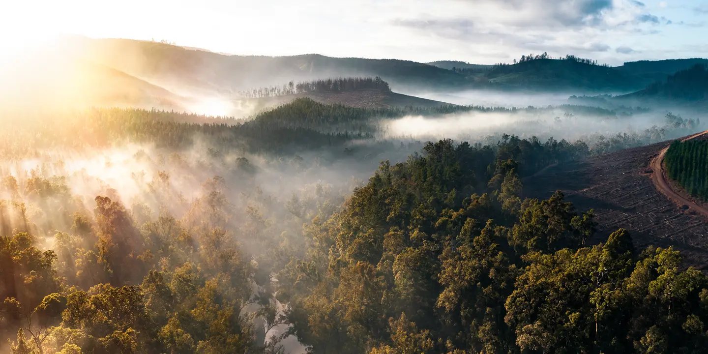 A misty forest is flooded with the first rays of sunshine of the day.