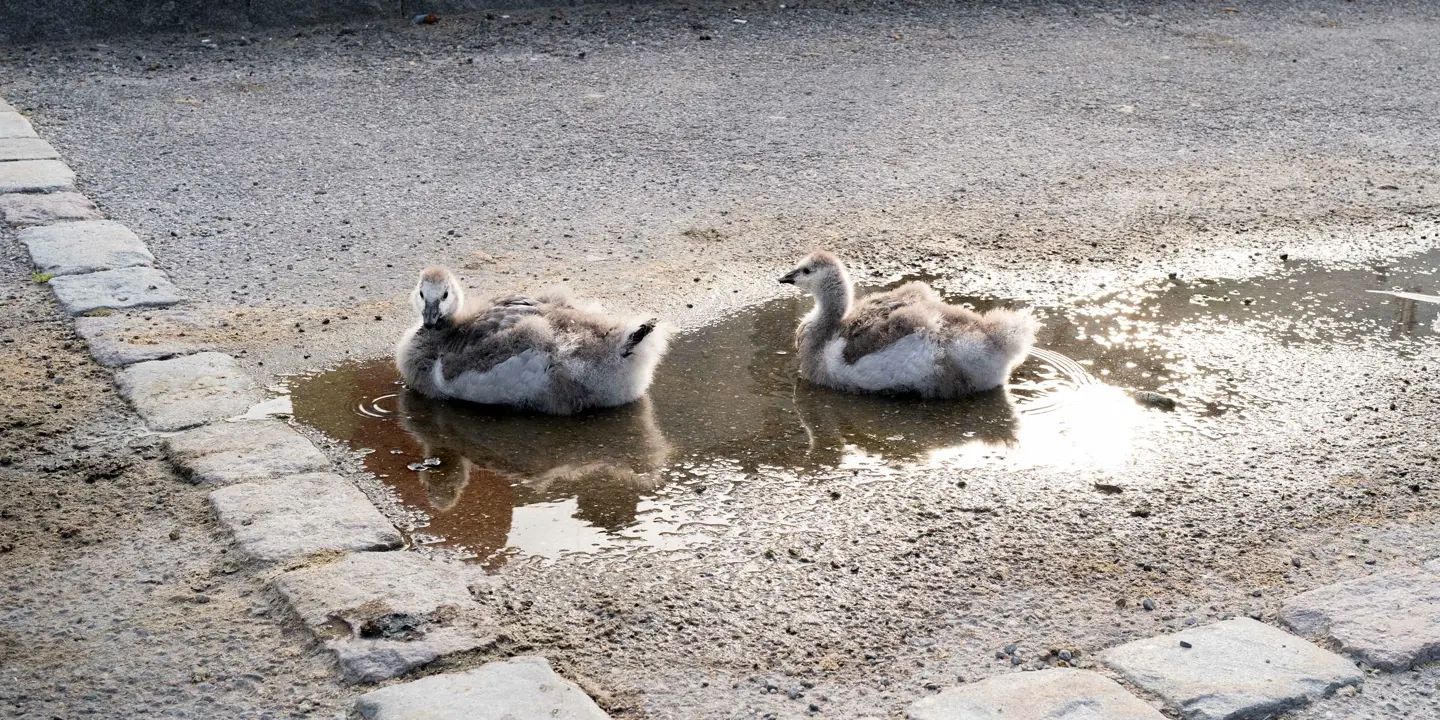 Two swan chicks rest in a small puddle on a paved road.