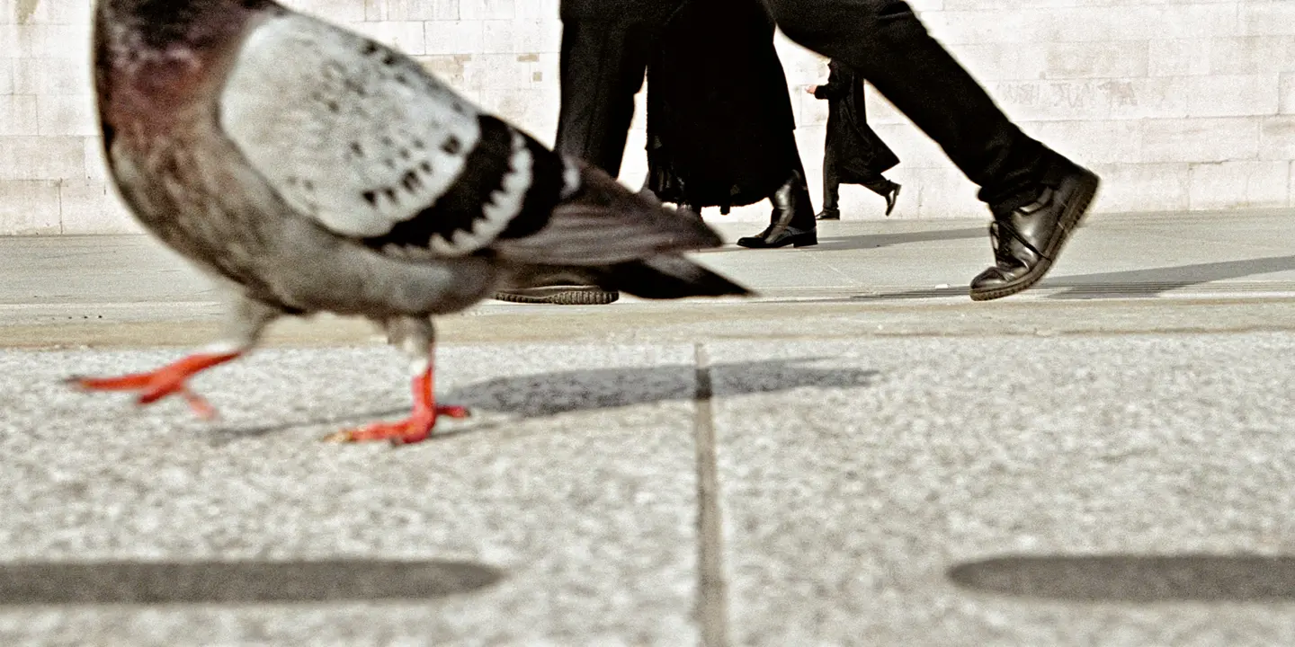 Pidgeon walking with men