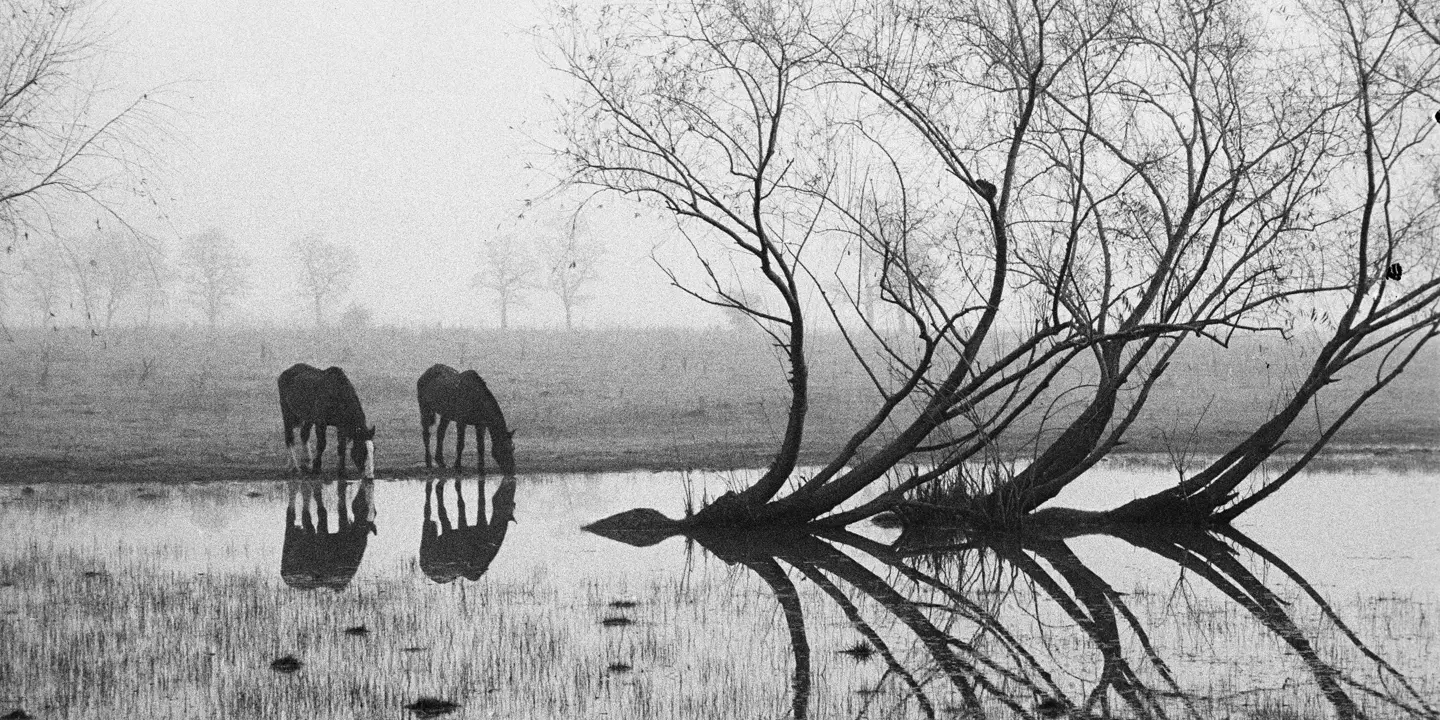 two horses drinking water from a small lake