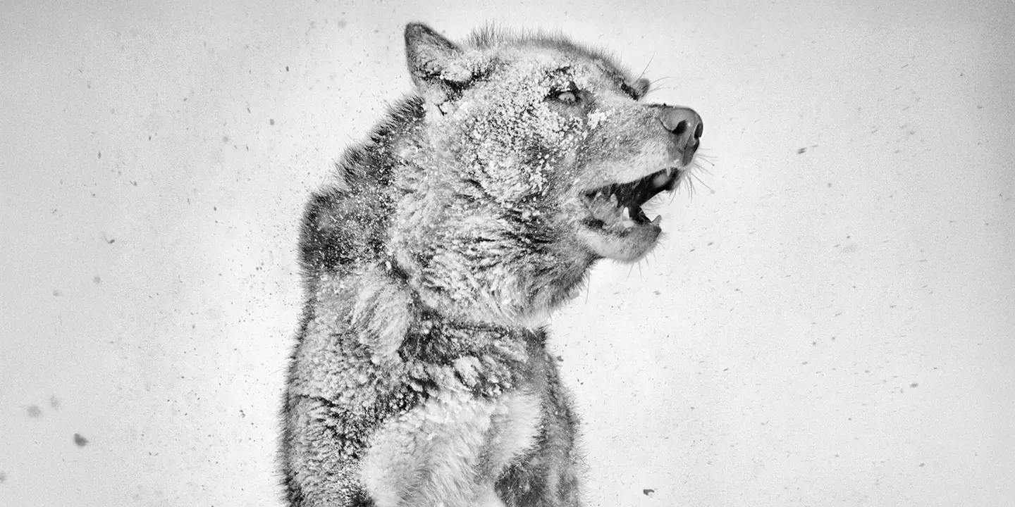 Drawing of a wolf