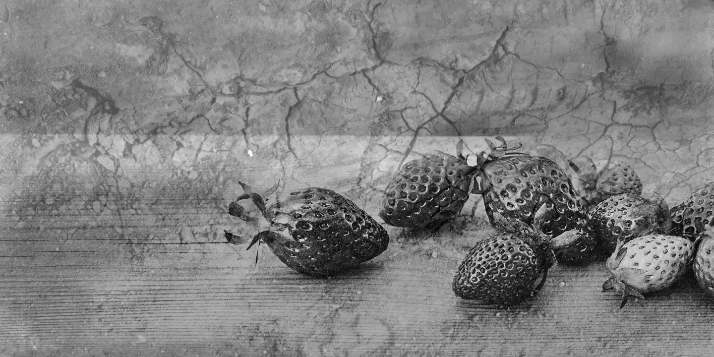 Nature morte de fraises en noir et blanc 
