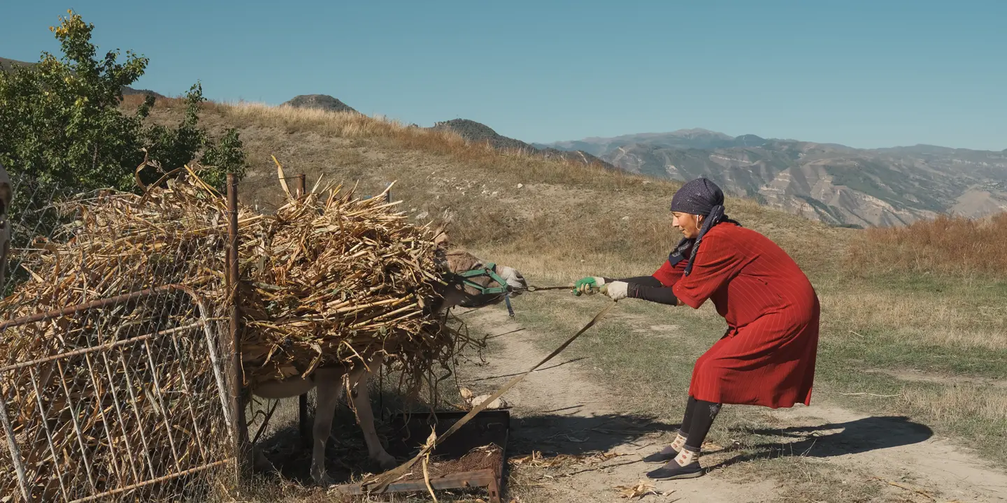 Woman guiding a donkey loaded with harvested corn stalks through a rural mountain landscape. Documentary photography capturing traditional farming practices, agricultural work, and everyday life in the countryside.