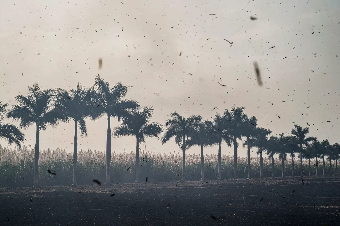 storm palm trees