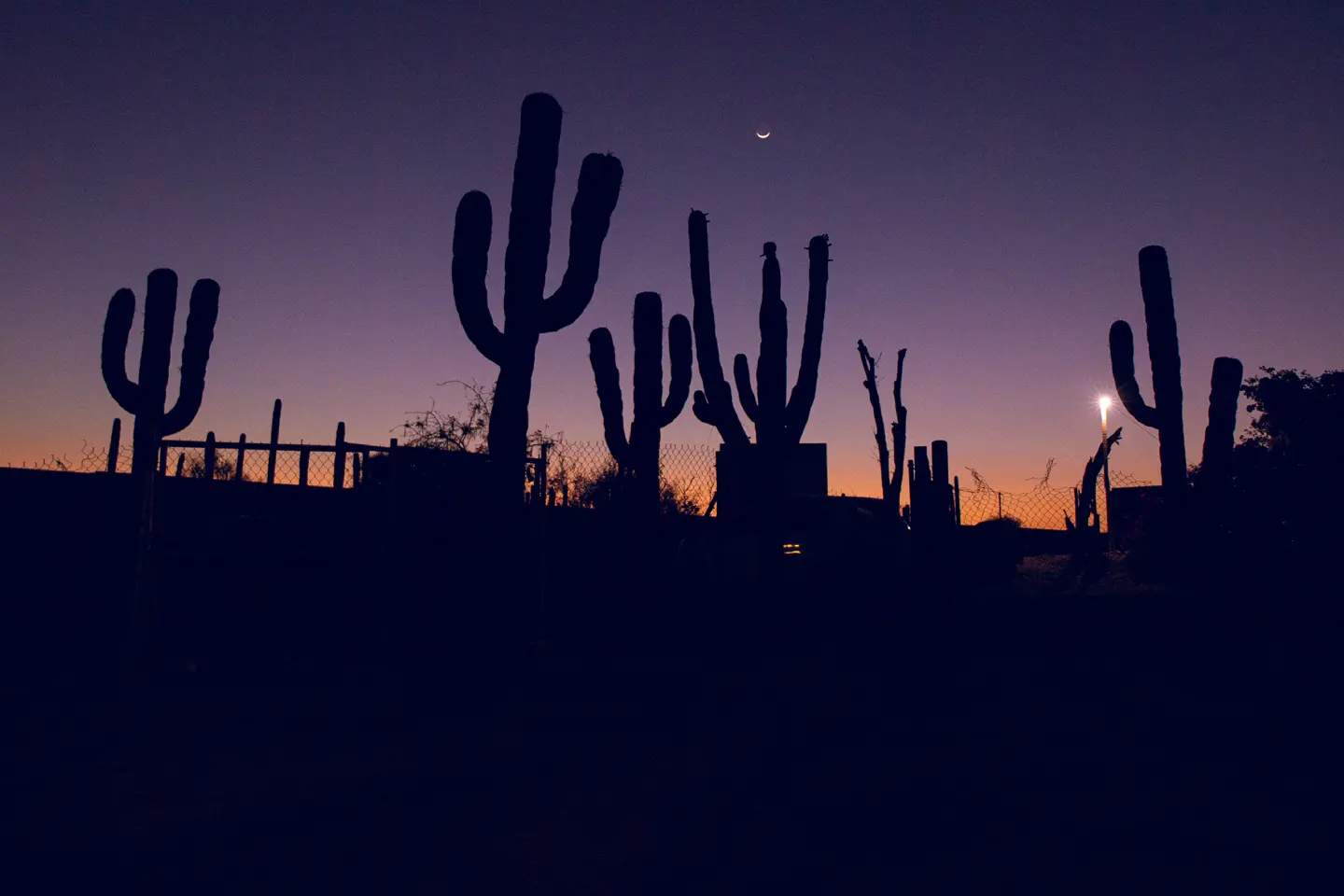 Cacti at sunset